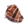 King Crown Shell