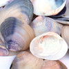 Natural Clam Shells