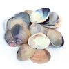 Clam Seashells