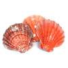 Lion's Paw Seashells