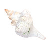 Giant Horse Conch Shell