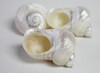 Opening of pearl turbo seashell