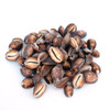 Snakehead Cowrie Shells