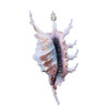 Large Lambis Scorpion Glitter Ornament