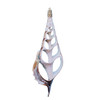 Sliced Tibia Glitter Seashell Ornament