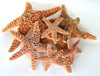 Sugar Starfish Sizes