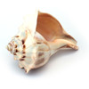 Atlantic Whelk Seashell