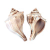 Atlantic Whelk Seashell
