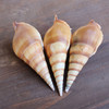 Brown Tibia Seashell 4-5"
