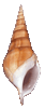 Brown Tibia Seashell 4-5"