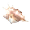 Lambis Seashell Inside
