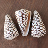 Marble Cone Seashell