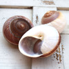Mountain Land Snail Shell 3"+