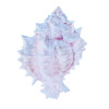 Pink Murex