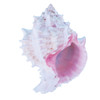 Pink Murex Seashells