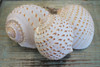 Spotted Tona Sea Shells