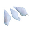 White Tibia Seashell 4"