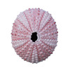 Pink Sea Urchin Magnet