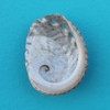 Baby Abalone Seashell Magnet