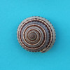 Sundial Shell Magnet
