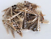 Center Cut Turritella Shells 3"+