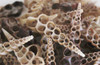 Center Cut Turritella Shells 3"-3.5" - 100 Pieces