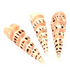 Spiral Cut Terebra Maculata Seashell 5-6"