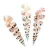 Spiral Cut Terebra Maculata Seashell 5-6"