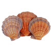 Lion Paw Seashell