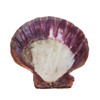 Scallop Shell