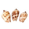 Polished Volute Shells