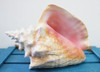 Pink Conch