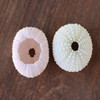 1-2" Pink / White Sea Urchin - 3 Pieces