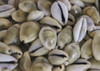 Money Cowrie Seashells - Cypraea Moneta - 1 Pound