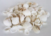 Medium White Arca Seashells - 1 Pound