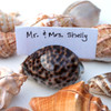 Shell Place Card
