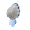Purple Bonnet Shell Night LIght