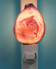 Dolphin Carved Cowrie Night Light turned on
