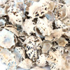 Star Limpet Shells