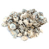 Limpet Craft Shells