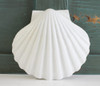 Giant Irish Scallop Shell