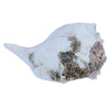 Barnacle Whelk