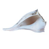 Atlantic Whelk