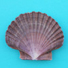 Brown Flat Seashell Magnet