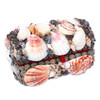 Colorful Shell Chest
