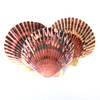Dark Purple Scallop Shells