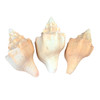Sacred Chank Seashells