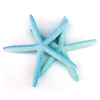 Blue & Aqua Starfish