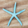 Aqua Dyed Finger Starfish