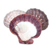 Lion's Paw Scallop Shell
